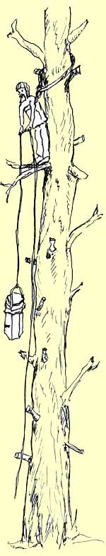 ловля роёв пчёл